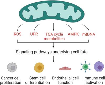 Editorial: Mitochondria as a hub in cellular signaling